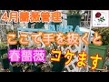 超重要月‼️【4月薔薇管理】ここで手を抜くと春薔薇コケます😭あと1ヶ月頑張ろう🌹