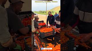 الحاجة ام الاختراع 🤩 كيفية غسل الجزر (الزرودية) root vegetable washing @dzfastfwd #اكسبلور