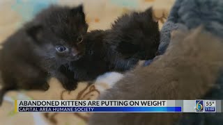 Abandoned kittens are putting on weight