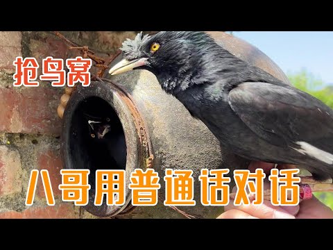 两只八哥为了抢鸟窝拼了，居然用普通话交流，成精了！丨天下一场梦