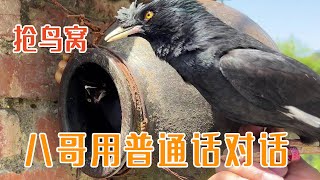 In order to grab the bird's nest, the two myna actually talked in Mandarin!