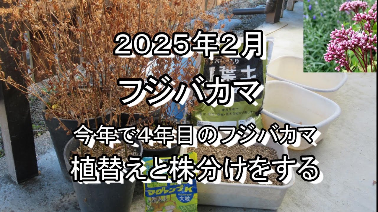 2025年２月【フジバカマ】購入後４年目を迎えたフジバカマの植え替えと株分け。