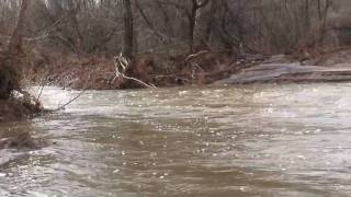 Streamflow Measurement, Pinto Creek, AZ (Jan 2010)