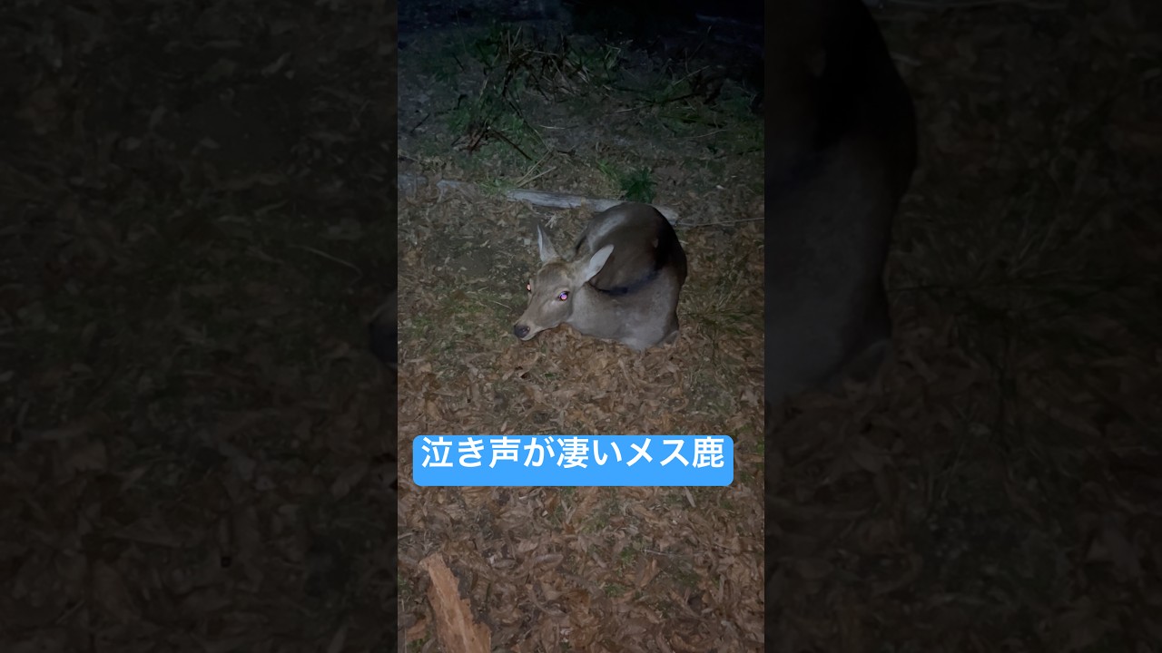 【有害駆除】泣き声が凄いメス鹿でした💦