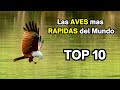 Top 10 de las aves mas rapidas del mundo - Aves rapaces