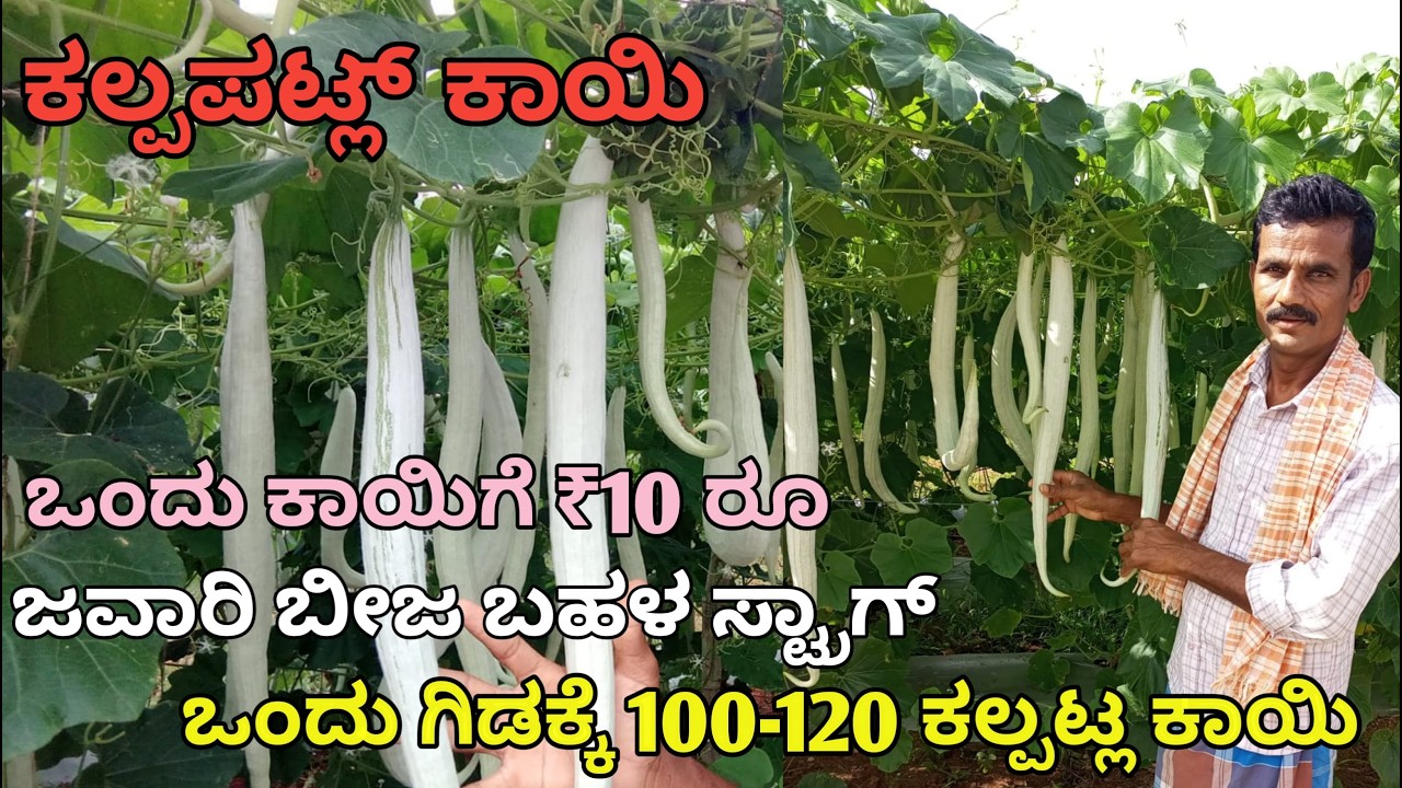 ಅಜ್ಜಿ ಕೊಟ್ಟ ,ಒಂದು ಬೀಜ ಇವಾಗ 150 ಸಸಿ ನಾಟಿ | ಕಲ್ಲಪ್ಪಟ್ಟಲ್ ಕಾಯಿ | ಒಂದು ಗಿಡಕ್ಕೆ 120 ಕಾಯಿ | ಒಂದು ಕಾಯಿಗೆ 10