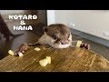 カワウソコタローとハナ おいしいリンゴはいかが? Otter Kotaro&Hana Would You Like Some Apple?