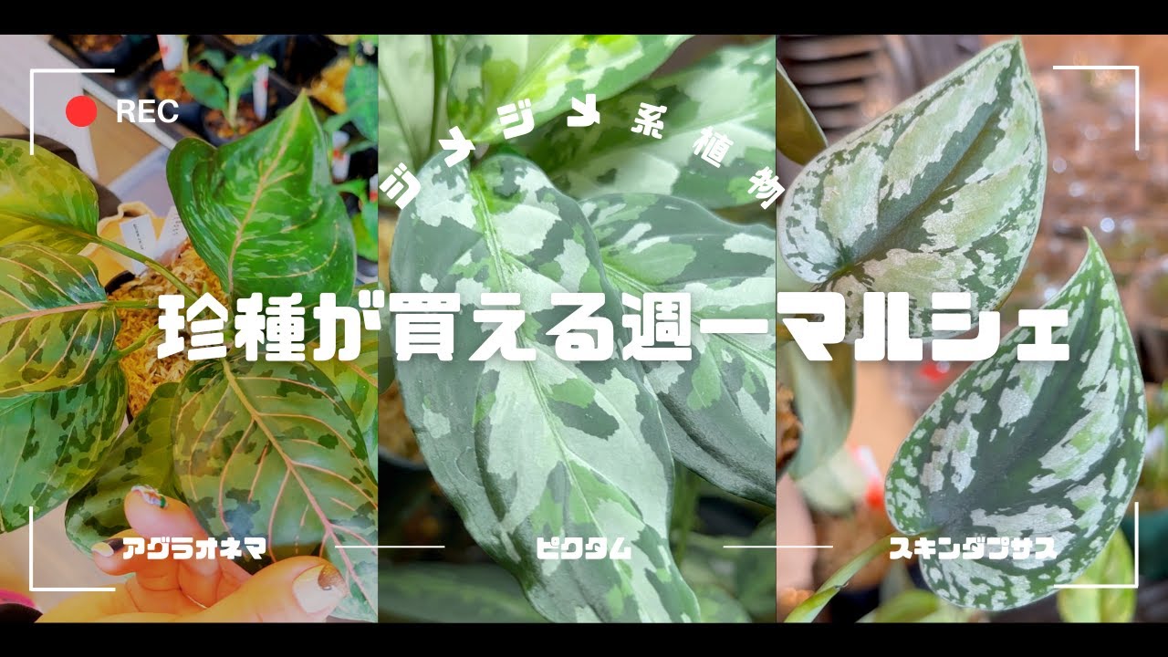 【HaL plants】《こんな所で？》アグラオネマ”ピクタム”やスキンダプサスが買えるジメジメ系の週一マルシェ