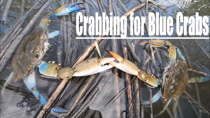 Blue Crab Crabbing with Crab Pots ( Bait, Set, Pull ) 