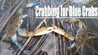We've Found the Perfect Blue Crab Bait... Our traps are loaded