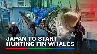 Japan to start hunting fin whales, potentially scaling up commercial whaling