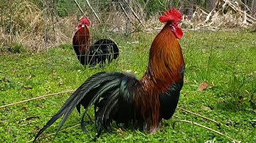 Double Crow - Bantam Phoenix Qaib Dib Tw