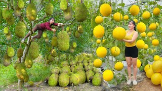 Download Lagu REWIND TIMELAPSE --245 Days Harvest Lots Of Big Jackfruit, Grapefruit, Watermelon Go To Sell MP3