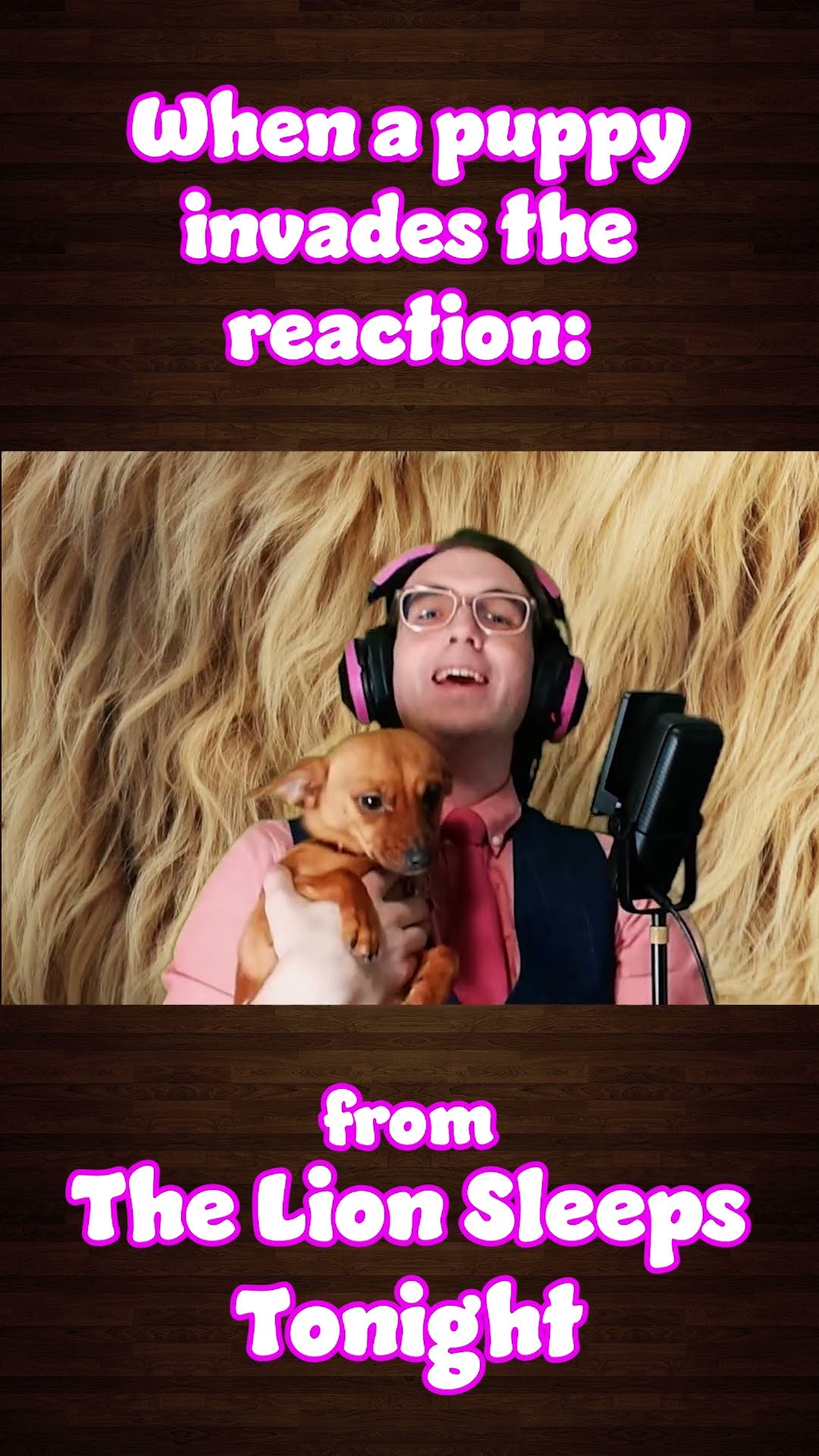 When Puppy Invades the Reaction #funny #puppy #cute #shorts