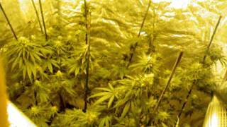 flushin buds and ladybugs