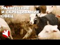 Разведение и скрещивание овец | Фермерское хозяйство Капри