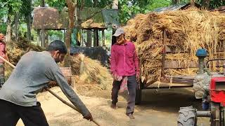 পাওয়ার টিলার দিয়ে ধান বিচুলি বাড়িতে নিয়ে আসা ও ধান ঝাড়া,