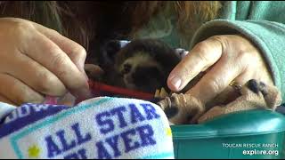 Miss Leslie has a sweet moment with rescued baby sloth Robin!   Recorded 01\/28\/23.