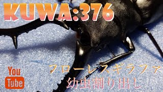 ギラファの子供人気には驚きます。クワガタ&カブトムシ【フローレスギラファ】幼虫割り出し