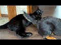 Bad weather, gas, goat meat or an ordinary day of Luna the panther and family 😂(ENG SUB)