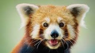 Kirmizi Yavru Pandalar Sevimli Hayvanlar Komik Hayvanlar .