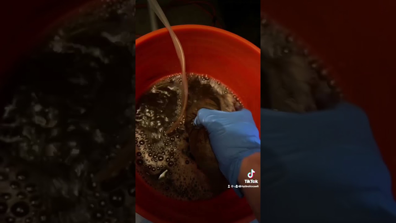 Cannabis compost veg tea [tiktok]