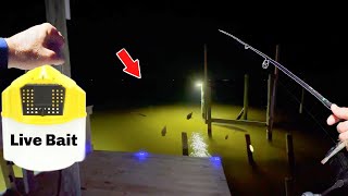 Eating Whatever I Catch from a Dock Light!