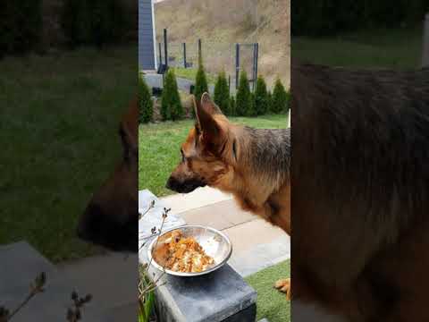 Видео: Повышенный аппетит у собак