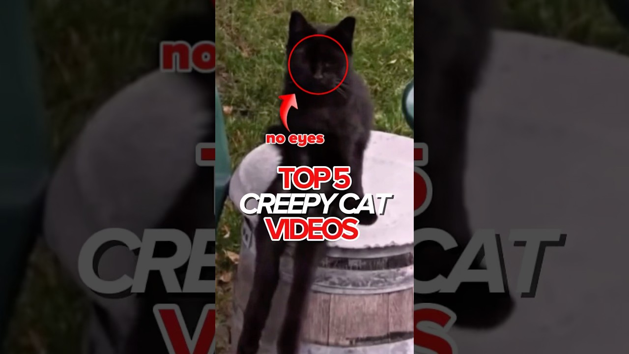 Этот кот смотрел в темноту… и ни разу не моргнул 🥶🐱 