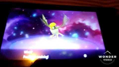 Shiny Pidgeotto evolves
