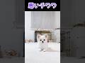 とんでもない悪さをするチワワ　#shorts #犬 #かわいい