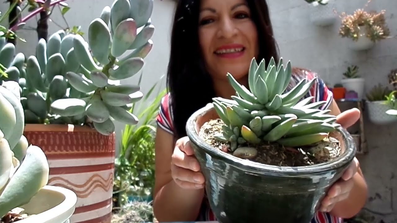 Mis plantas favoritas de septiembre❣️❣️🇪🇨!! y las de mis suscriptores!!!.