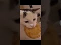 His Greed Sickens Me Funny Cats Memes Fyp Food His Greed Sickens Me Funny Cats Memes Fyp Food