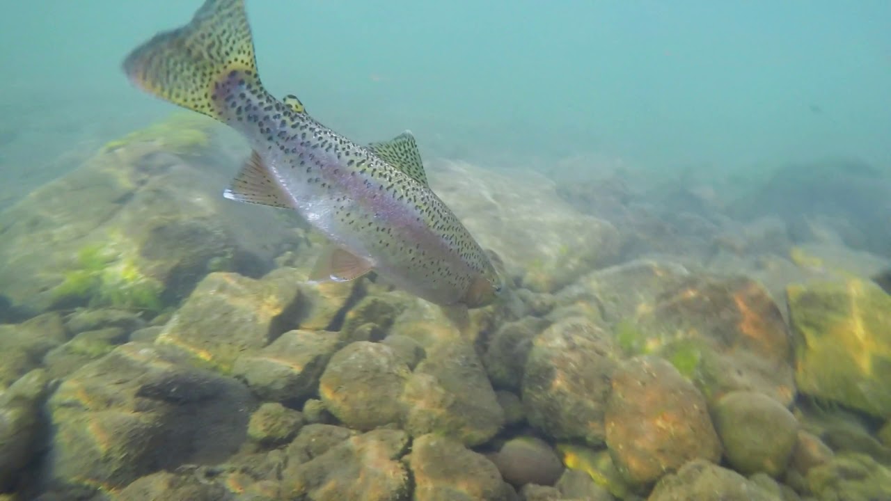 Fly Fishing Diepspruit, Barkly East YouTube