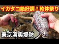 【タコ釣り】東京湾奥の堤防は軟体祭り!イカ、タコが絶好調。