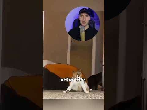 Невероятная забота котика 😢❤️ #коты #животные #shorts