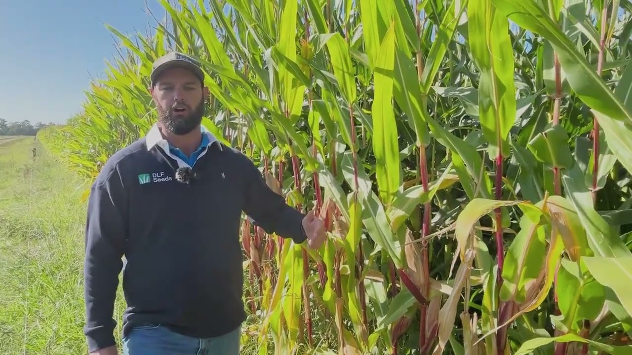 Corson maize Booster for pasture renovation