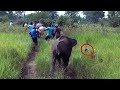 Treating Baby tusker injured by a Hakka patas !