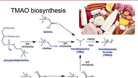 Trimethlyamine N-oxide (TMAO) - Dr. Andrew Neilson