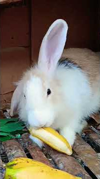 lili like banana 🤩#rabbit #kelincikreatif #cute #kelinciberanak ##animals $#kelinci