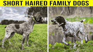 Top 6 Best Short Haired Family Dogs by PawPrints Perfect 108 views 1 month ago 7 minutes, 42 seconds
