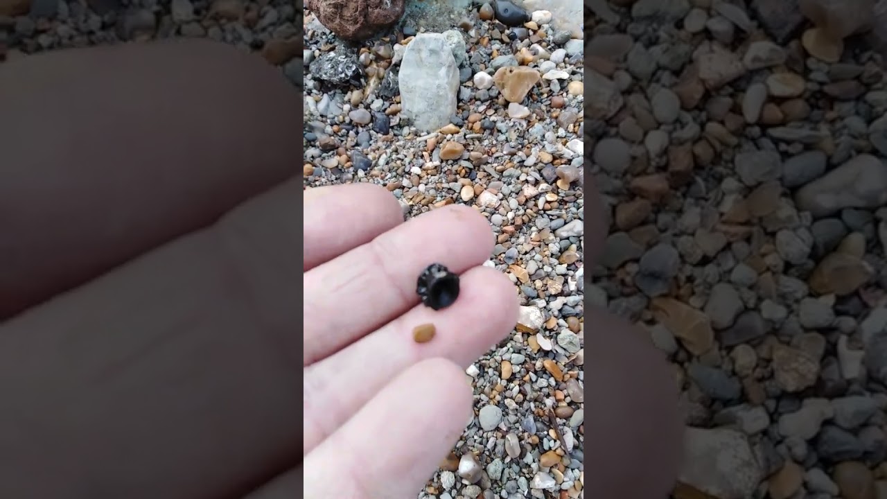 Perfect Fossil Fish Vertebrae Bembridge I.O.W 