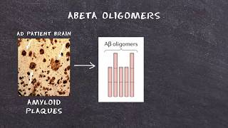 ABeta Peptides Inhibit Synapse Assembly by NgR Signaling