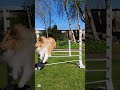 The power of dogs jumping🔥🔥#agility #aura #dogaura #dog #dogshorts #puppy #agilityedit