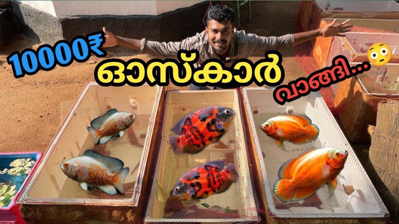 എന്തിനാ ഇത്രക്ക് ഓസ്കാർ ഫിഷിനെ വാങ്ങിയെ...🙄 | buying huge quantity oscar fish | oscar fish