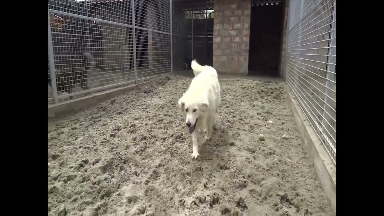 Betyar - Vorsichtig, aber neugierig sucht er den Kontakt - Link in der Beschreibung