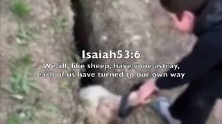 Funny Sheep Pulled Out Of Ditch And Then Jumps Back In