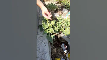 Бешеный огурец взорвался прямо в глаз!