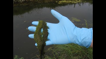Algae Identification and Treatment || Saskatchewan Agriculture