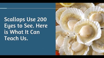 Scallops Use 200 Eyes to See. Here is What It Can Teach Us.